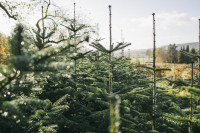 Tannenbäume in der Waldgärtnerei am Odin, Sundern im Sauerland