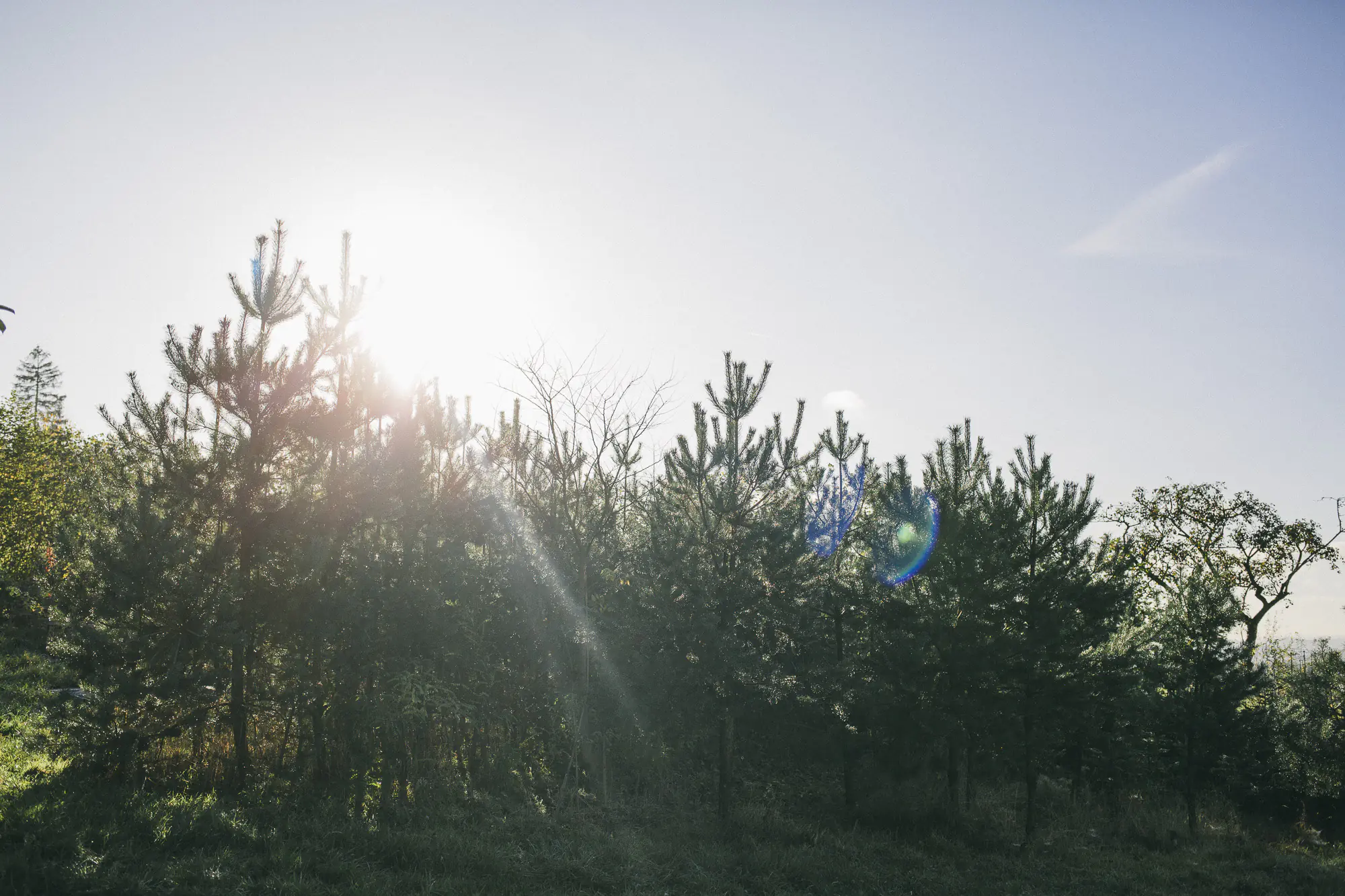 Editorialstrecke für das Mitarbeitermagazin der Metro-Gruppe in der Waldgärtnerei am Odin, Sundern im Sauerland