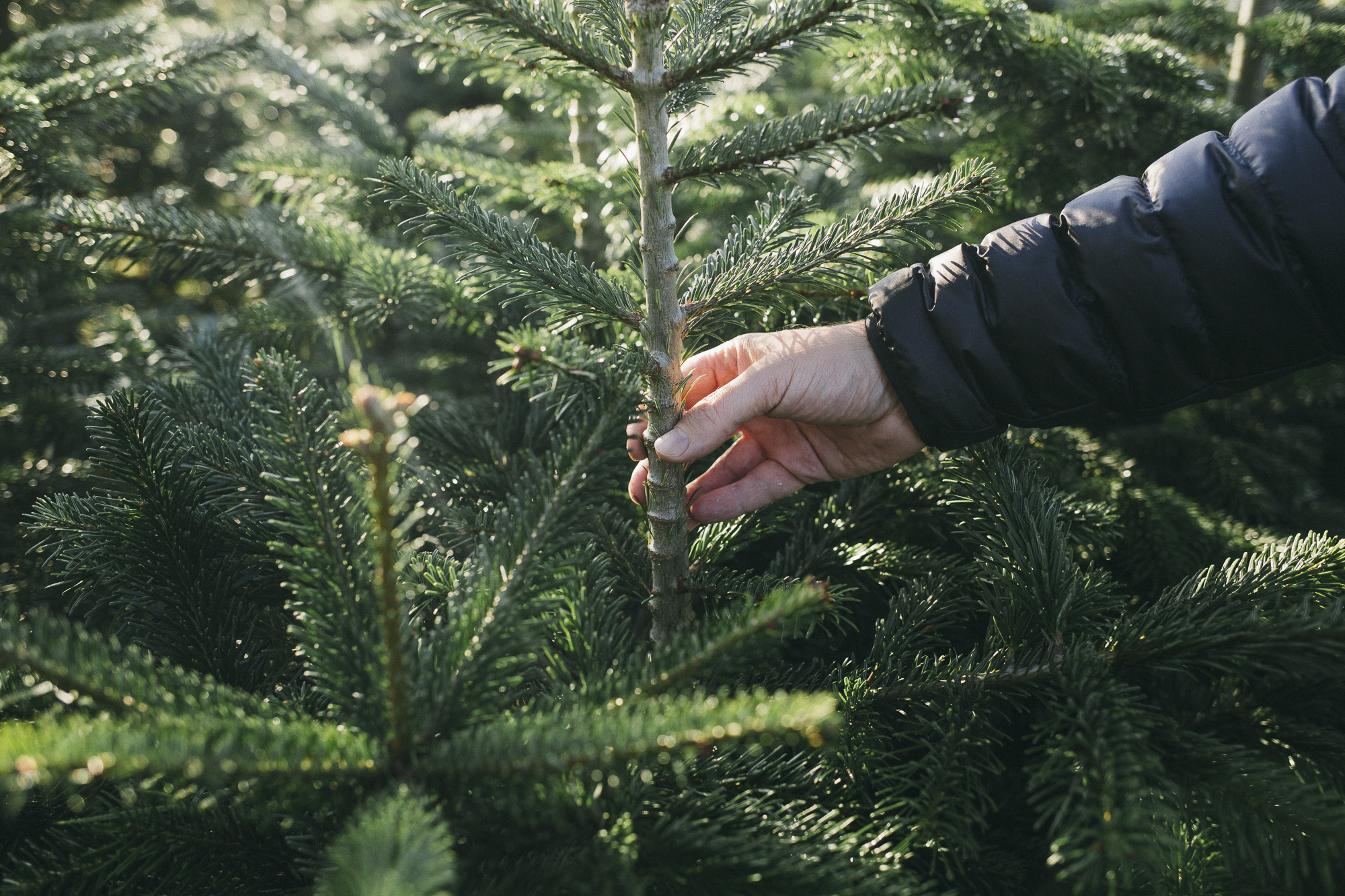 Editorialstrecke für das Mitarbeitermagazin der Metro-Gruppe in der Waldgärtnerei am Odin, Sundern im Sauerland